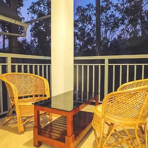 Eucalyptus Munnar